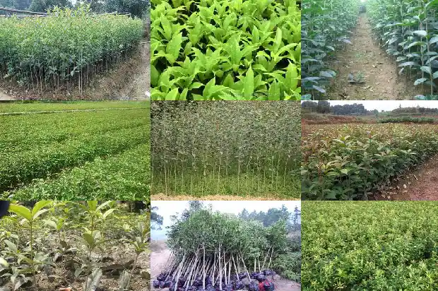 四年以上的桂花树补偿价格1690073006437