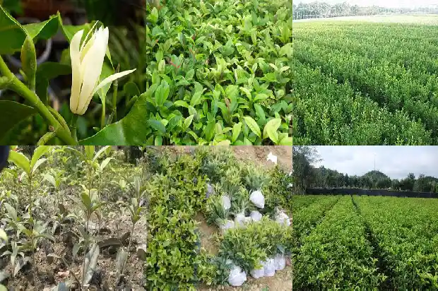 桂花树不开花?1682127490059