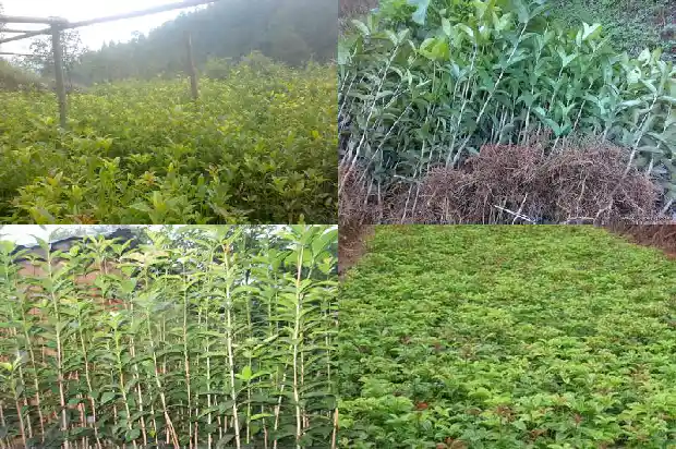 桂花树怎么不开花?1682127568980