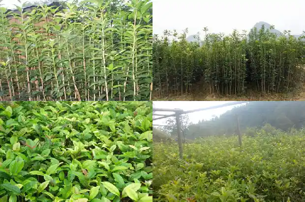 桂花树怎么不开花?1682127569027