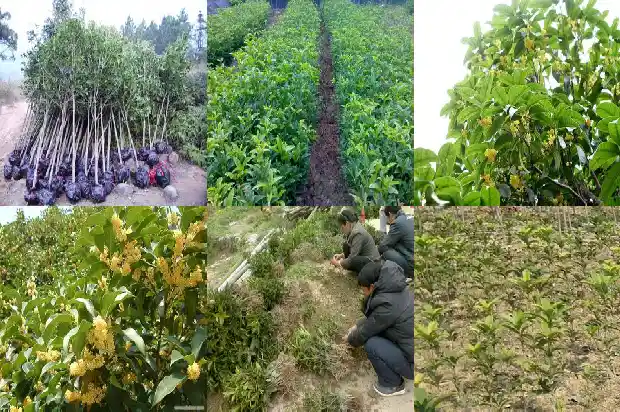 桂花树不长叶子是怎么回事1682127742071