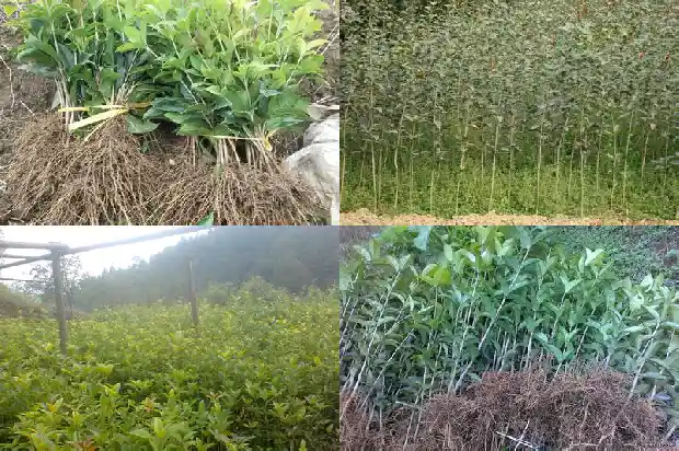 桂花换盆注意事项1682127825741