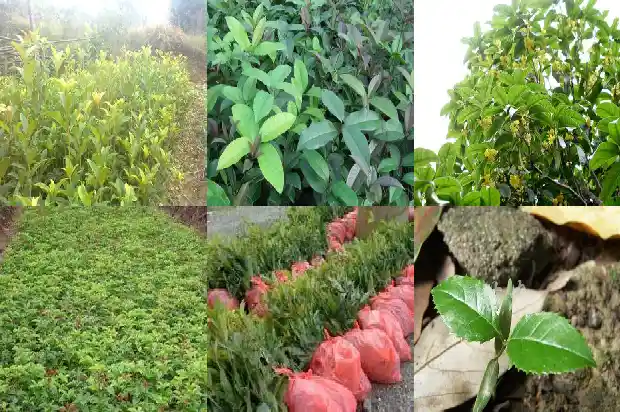 桂花树是什么开花的季节1682127909765