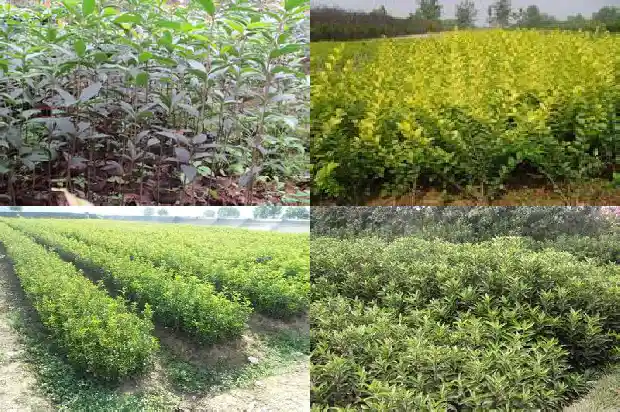 桂花树是什么开花的季节1682127909812