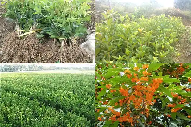 四季桂花几年开花结果1682128235234