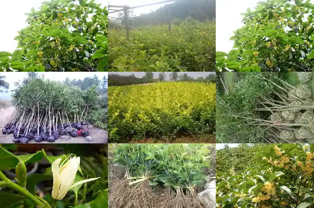 桂花树雌雄都开花吗怎么养1682128311629