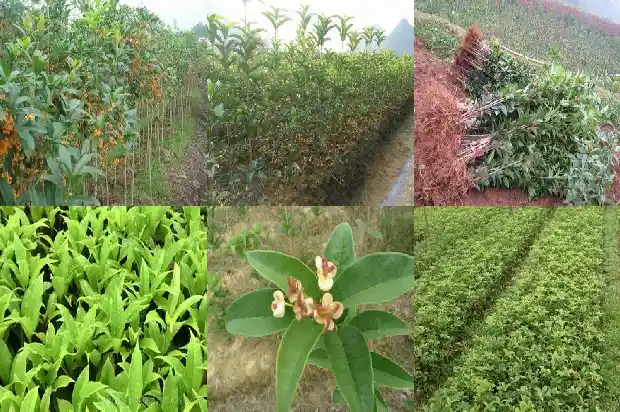 桂花树雌雄都开花吗怎么养1682128311722