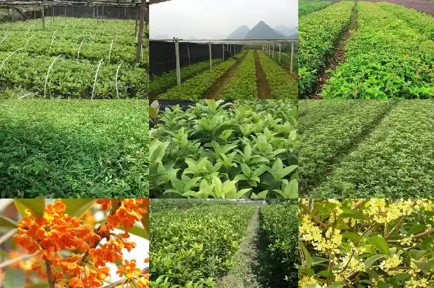 桂花树雌雄都开花吗怎么养1682128311770