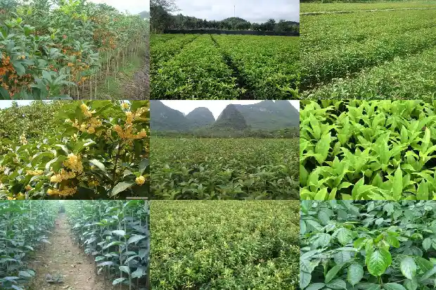 桂花树为什么开花1682128382184