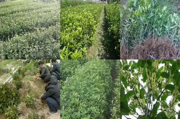 桂花树为什么开花1682128382231