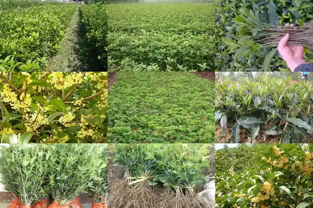 桂花树为什么开花1682128382278