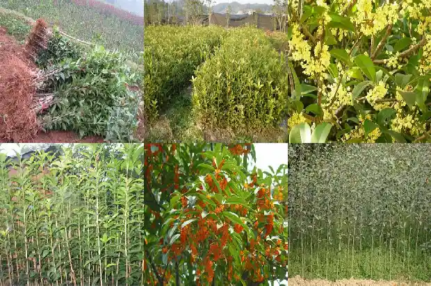 为啥有的桂花树不开花1682128546315