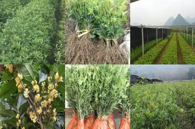 桂花树不开花的原因是什么呢1682128650870