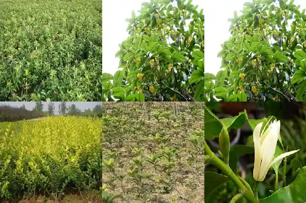 今年桂花树不开花是什么原因1682128734657