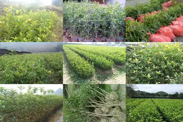 今年桂花树不开花是什么原因1682128734704