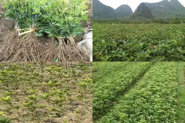 桂花树不开花咋回事儿1682128815556