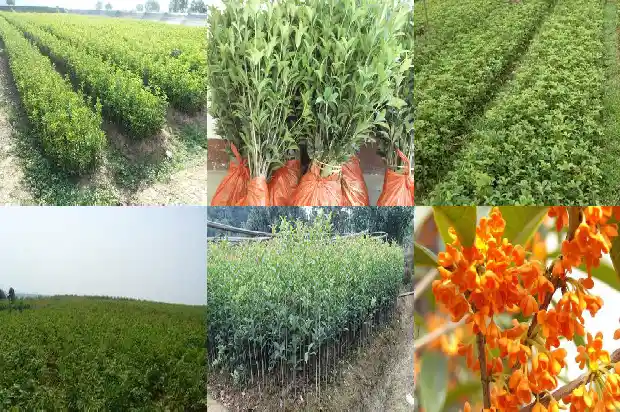 桂花树不开花咋办1682128890479