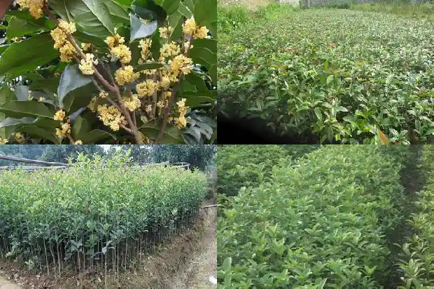 木桂花和桂花是一个品种吗1688436183036