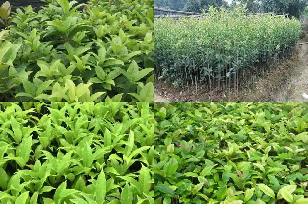 有的桂花树为什么不开花1682129216856