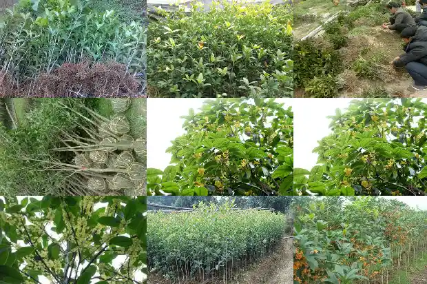 有的桂花树为什么不开花1682129216903