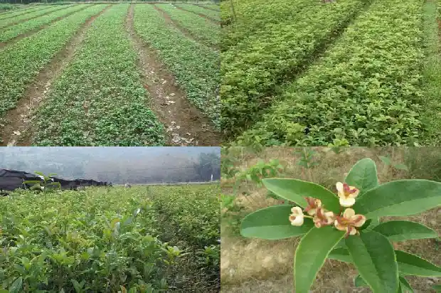 桂花树为什么今年不开花1682129372623