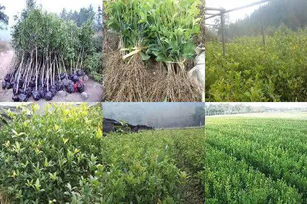 桂花树为什么今年不开花1682129372671
