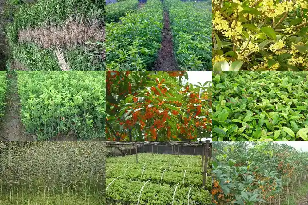 桂花树为什么一直不开花的原因有哪些1682129451950