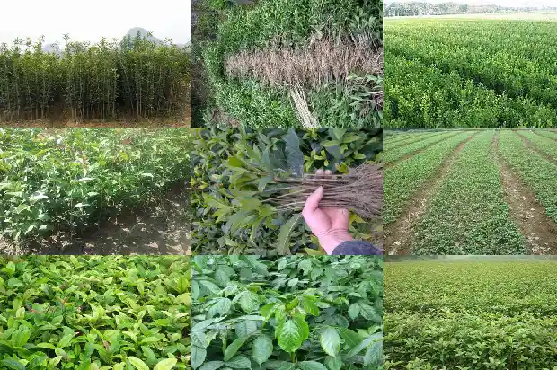 桂花树为什么一直不开花的原因有哪些1682129451997