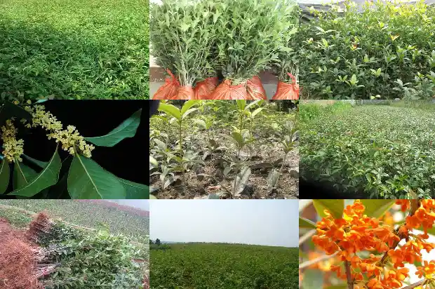 桂花树为什么一直不开花的原因有哪些1682129452045