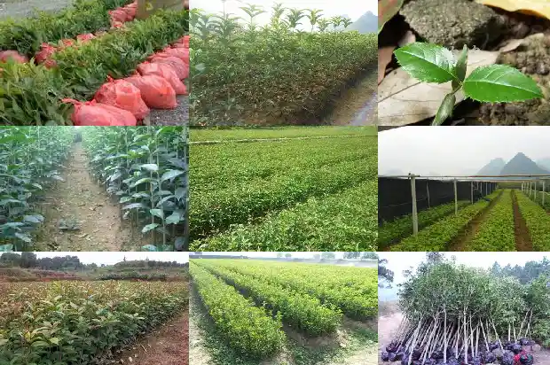 桂花树为啥从来不开花结果1682129566564