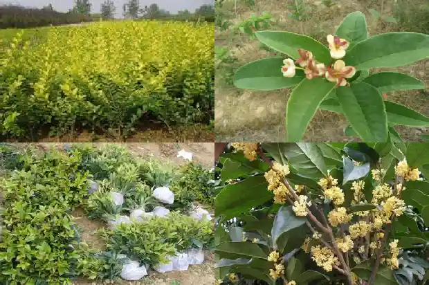 桂花树为啥从来不开花结果1682129566611