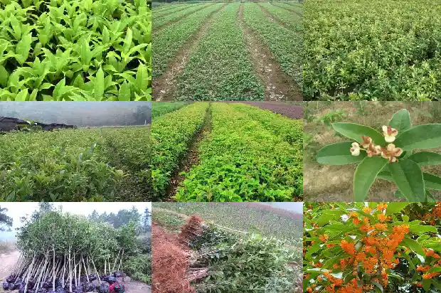 桂花树为啥不会开花1682129666007