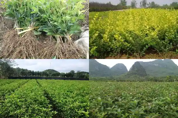 桂花树怎么一直不开花结果1682130000846