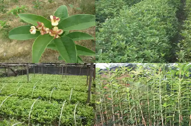 桂花树怎么一直不开花结果1682130000894