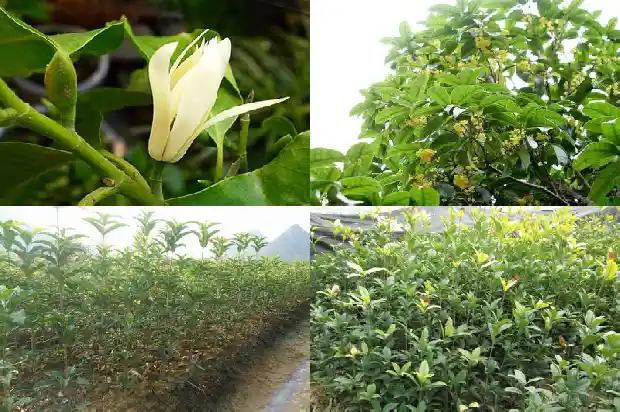 桂花树苗价格多少一盆1689726257010