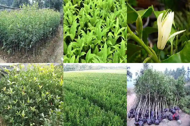 8公分的桂花树多少钱一盆1689640247618