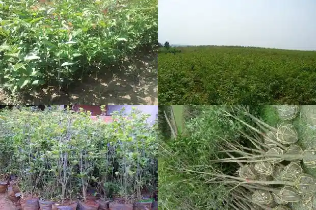 桂花树黄叶落叶是怎么回事1682130269169