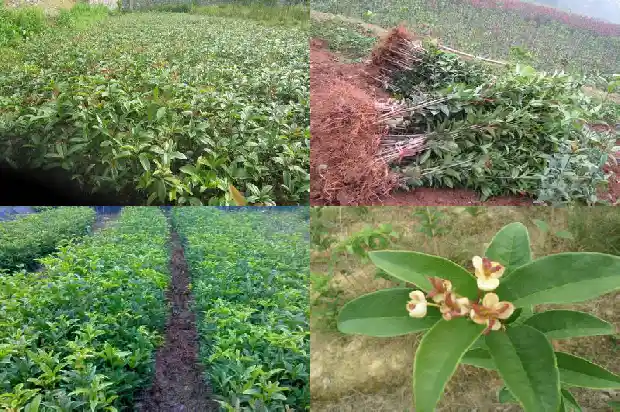 一年四季的桂花树什么样子的短句1682130347029