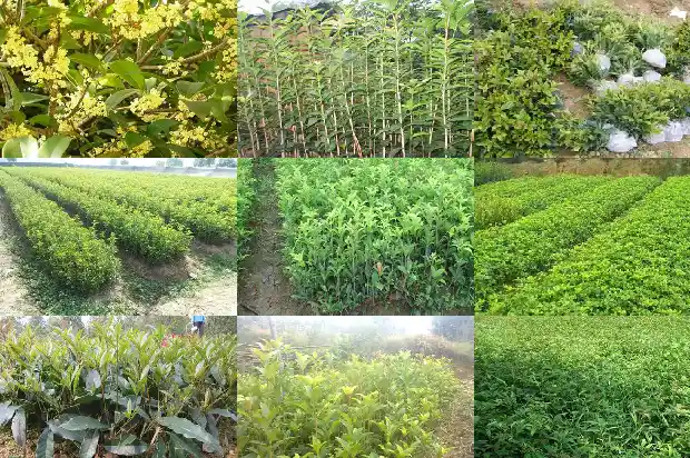 桂花树价格20公分多少钱一株1689837839002