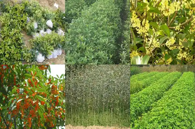 一年四季的桂花树什么样子的短句1682130347168