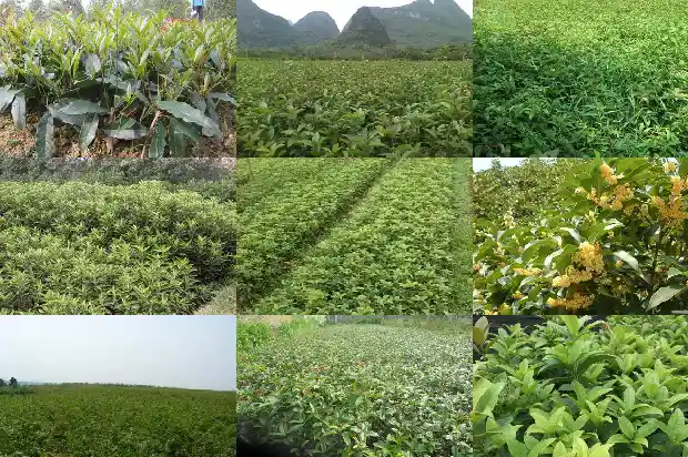院内种桂花树好吗?1688604825295