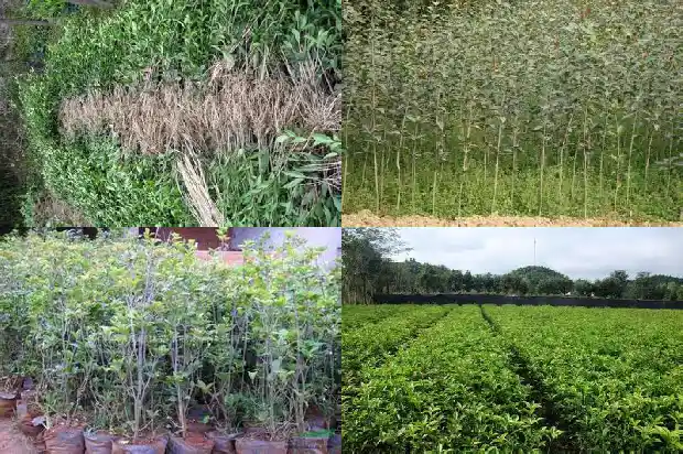 彩叶桂花树价格多少钱1689838452933