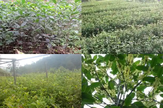 桂花的功效与作用是什么呢1689208412345