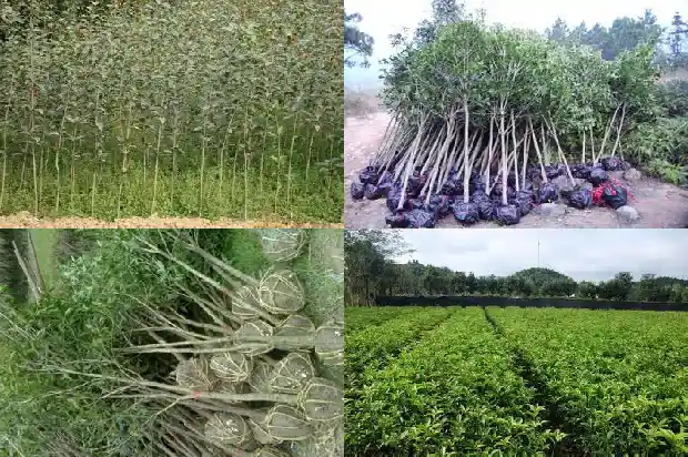 四季桂花真的四季开花吗1682130689393