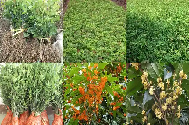 四季桂花什么时候开花?1682130749191