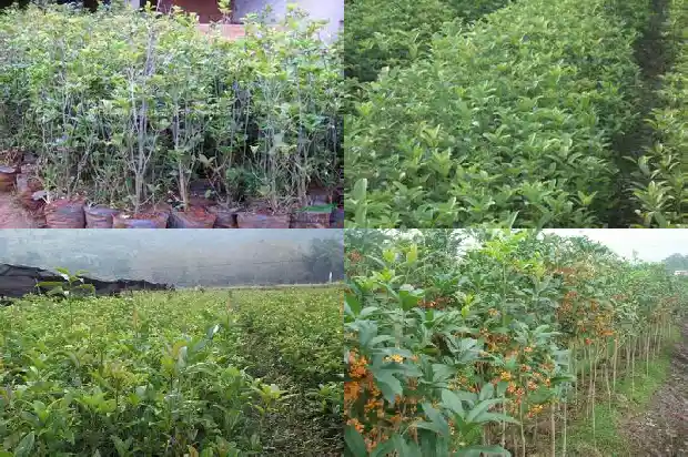 四季桂花什么时候开花?1682130749238