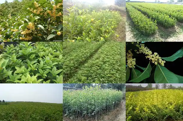 桂花树是什么时候种的1690763632828
