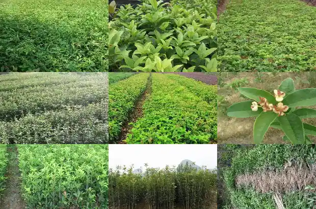 四季桂花什么时候施肥1682130808069