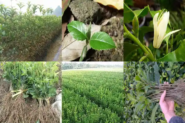 四季桂花什么时候施肥1682130808115