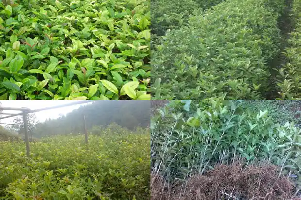 四季桂花的花能吃吗1682130863621
